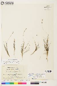 Stuckenia filiformis subsp. alpina image