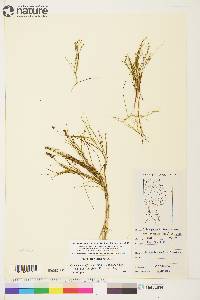 Stuckenia filiformis image