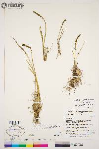 Triglochin maritima image