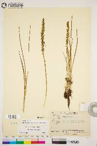 Triglochin maritima image