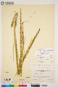 Triglochin maritima image