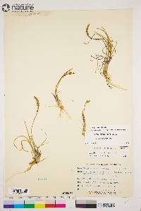 Triglochin maritima image