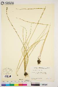 Triglochin palustris image