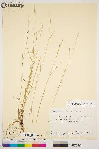 Agrostis mertensii image