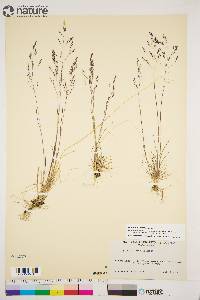 Agrostis borealis image