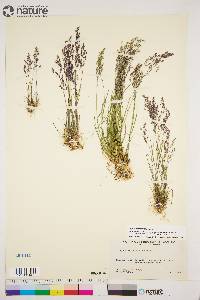 Agrostis borealis image