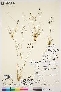 Agrostis mertensii image