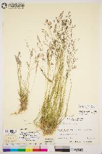 Agrostis mertensii image