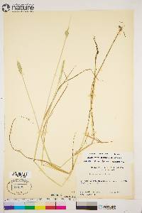 Alopecurus aequalis image