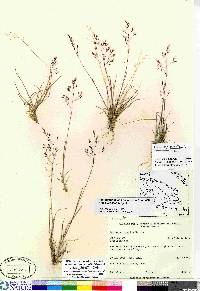 Agrostis mertensii image