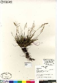 Agrostis mertensii image