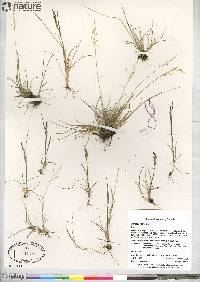Agrostis mertensii image