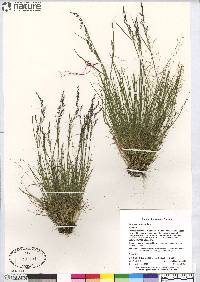 Agrostis mertensii image