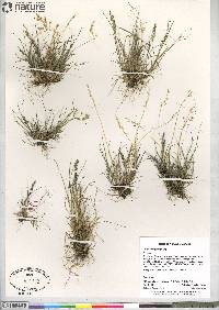 Agrostis mertensii image