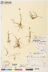 Alopecurus borealis image