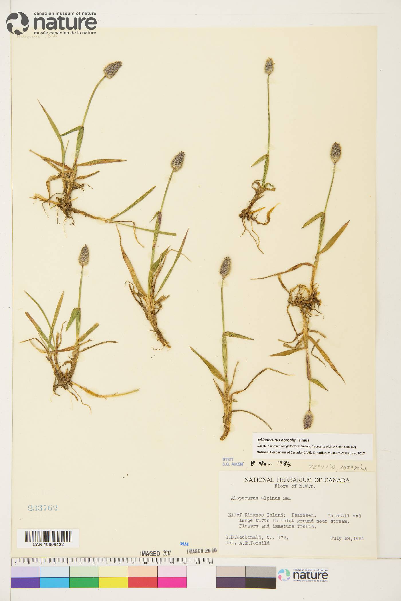 Alopecurus borealis image