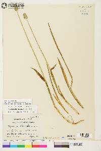 Alopecurus borealis image