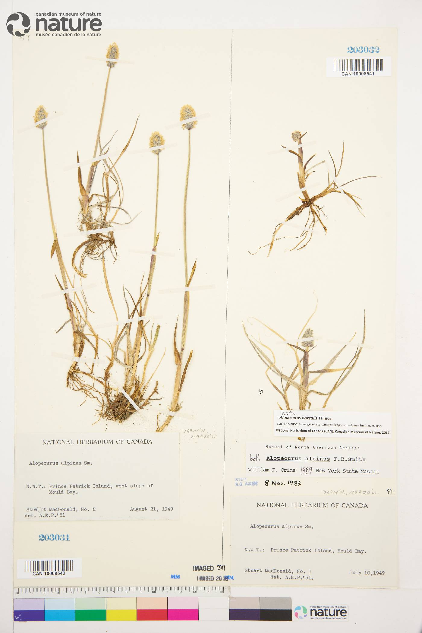 Alopecurus borealis image