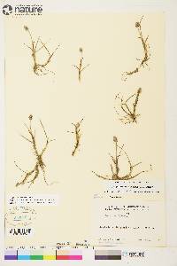 Alopecurus borealis image