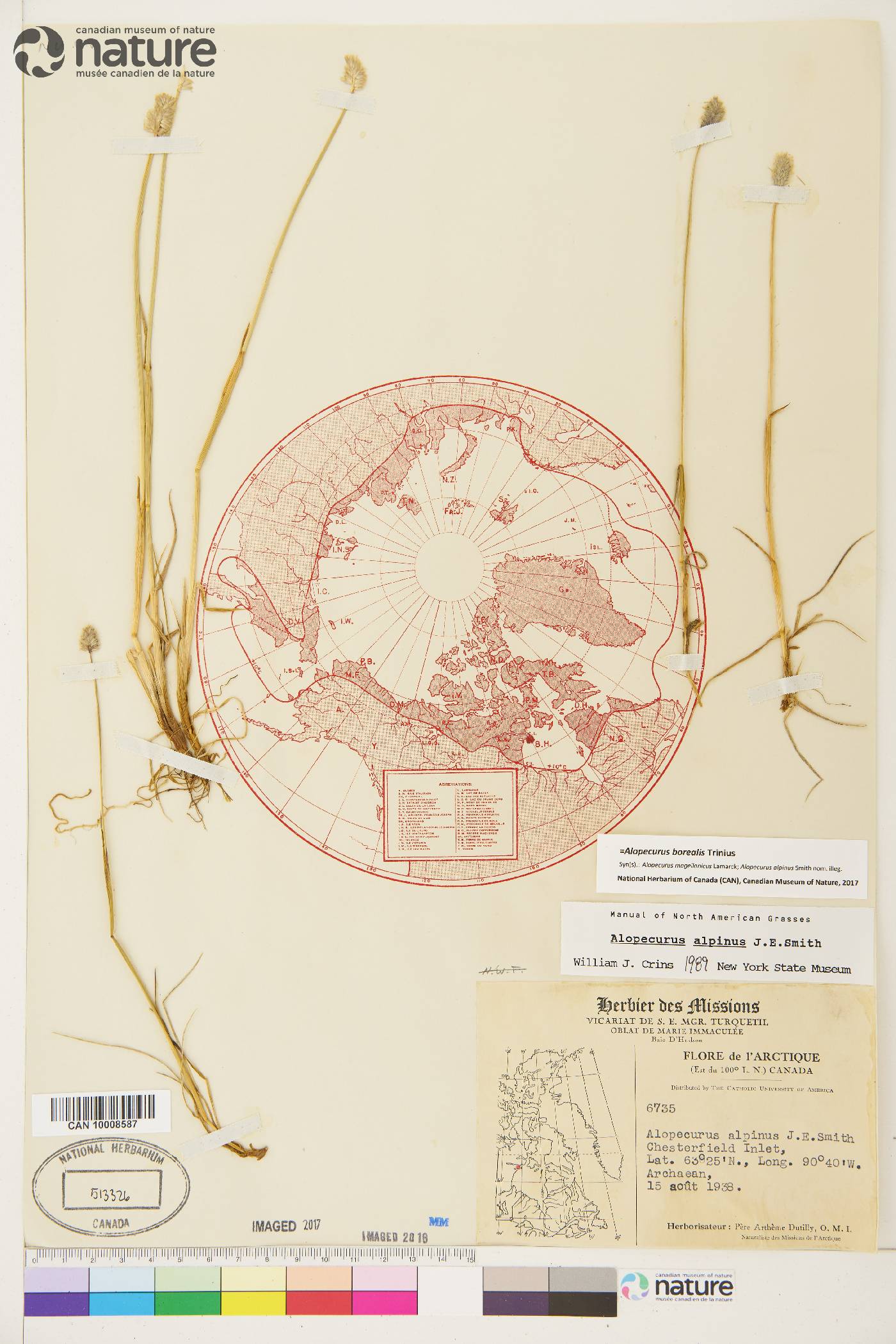 Alopecurus borealis image