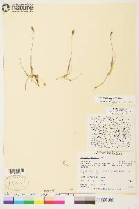 Anthoxanthum arcticum image