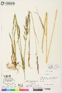 Arctagrostis latifolia subsp. arundinacea image