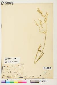 Arctagrostis latifolia subsp. arundinacea image