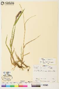 Arctagrostis latifolia image