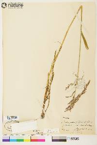 Arctagrostis latifolia subsp. arundinacea image