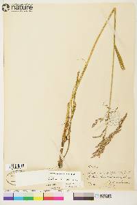 Arctagrostis latifolia subsp. arundinacea image