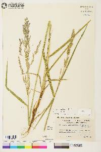 Arctagrostis latifolia image