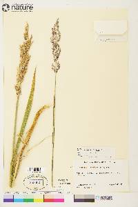 Arctagrostis latifolia subsp. arundinacea image