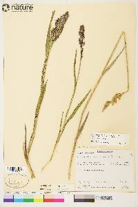 Arctagrostis latifolia image