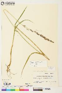 Arctagrostis latifolia subsp. arundinacea image