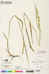 Arctagrostis latifolia subsp. arundinacea image