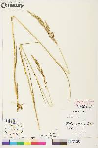 Arctagrostis latifolia subsp. arundinacea image