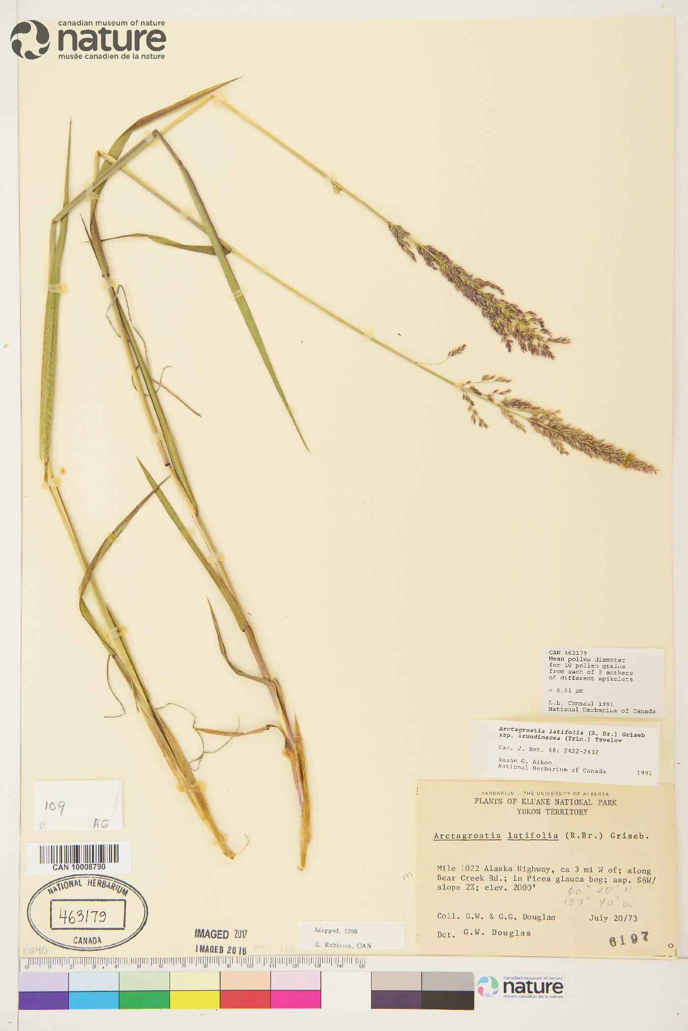 Arctagrostis latifolia subsp. arundinacea image