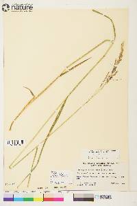 Arctagrostis latifolia subsp. arundinacea image