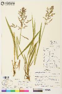 Arctagrostis latifolia subsp. arundinacea image