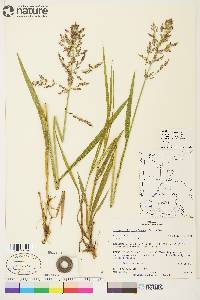 Arctagrostis latifolia subsp. arundinacea image