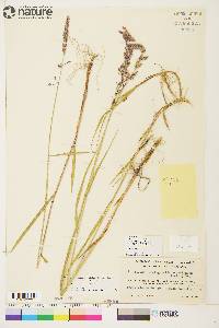 Arctagrostis latifolia subsp. arundinacea image