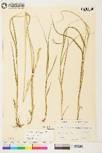 Arctagrostis latifolia image