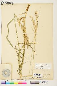 Arctagrostis latifolia image