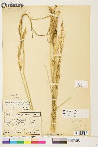Arctagrostis latifolia subsp. arundinacea image