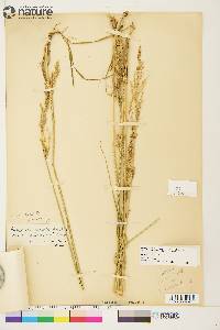 Arctagrostis latifolia subsp. arundinacea image