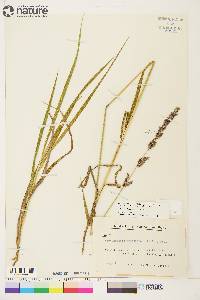 Arctagrostis latifolia subsp. arundinacea image