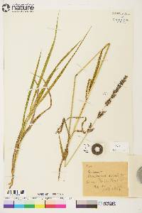 Arctagrostis latifolia subsp. arundinacea image