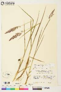 Arctagrostis latifolia subsp. arundinacea image