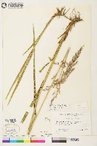 Arctagrostis latifolia subsp. arundinacea image