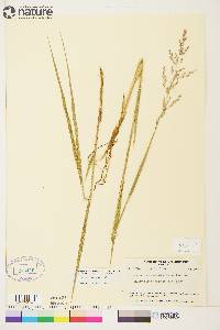 Arctagrostis latifolia image